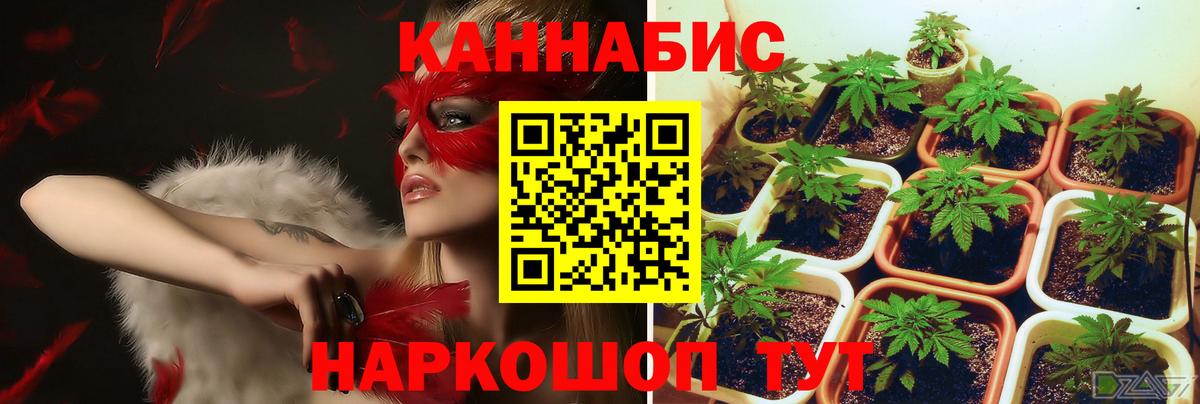 Марихуана план  Вход с VPN  МАРИХУАНА White Widow  Марихуана марихуана  Ессентуки 